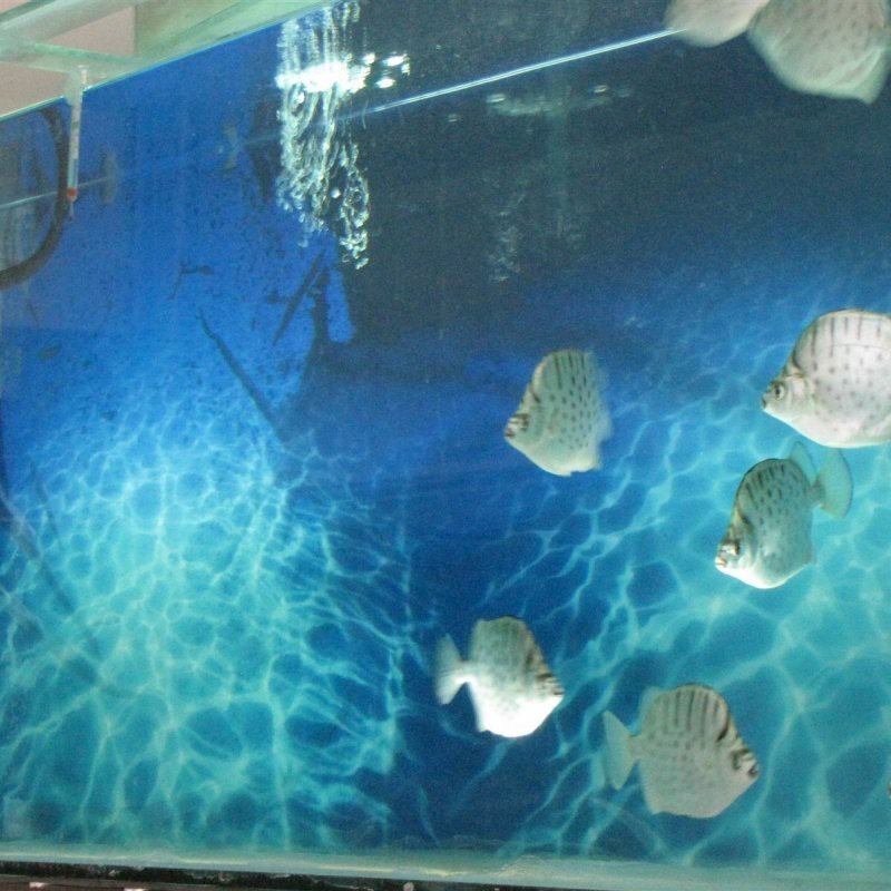 茂縣水族店【粵西首個沉浸式海洋綜合體微信公眾平臺茂縣水族館】