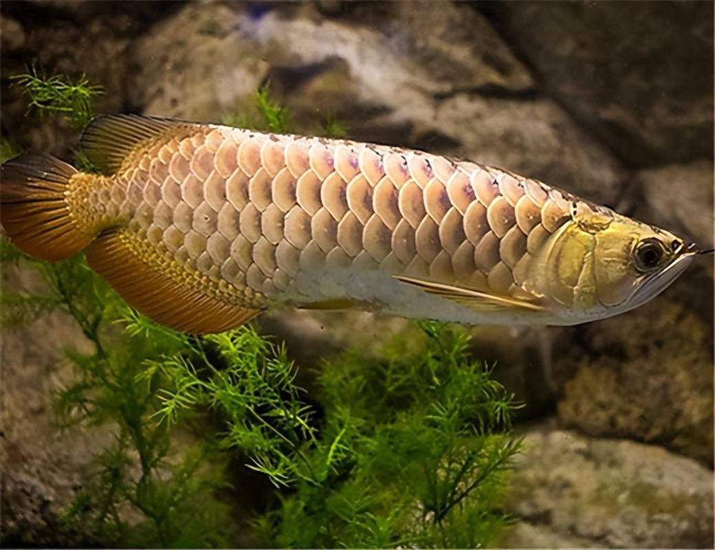 金龍魚(yú)品相最好的圖片【如何區(qū)分金龍魚(yú)品質(zhì)松仔講魚(yú),原來(lái)我的是魚(yú)不是龍】