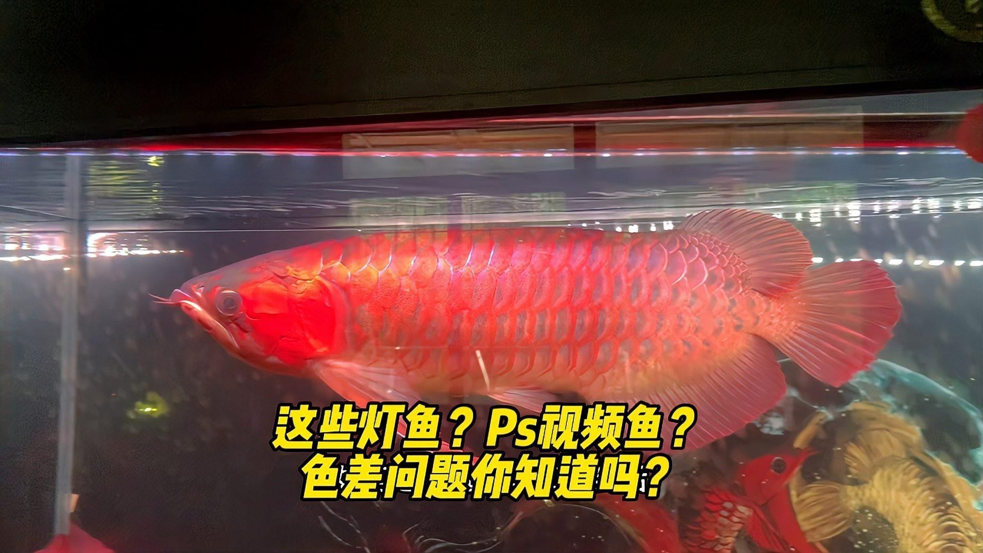 龍魚最忌三種燈光【龍魚最忌三種燈光對龍魚危害最大需要注意規避】 龍魚論壇 第5張 龍魚最忌三種燈光【龍魚最忌三種燈光對龍魚危害最大需要注意規避】 龍魚最忌三種燈光【龍魚最忌三種燈光對龍魚危害最大需要注意規避】 龍魚論壇 第5張