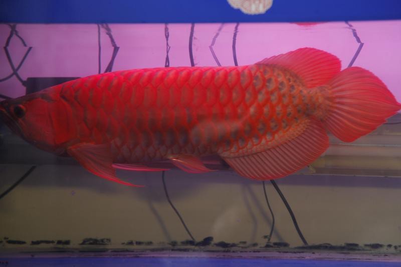 金龍魚的最佳飼養溫度是多少？【金龍魚的最佳飼養溫度多少合適車俠聊車金龍魚溫度全攻略】