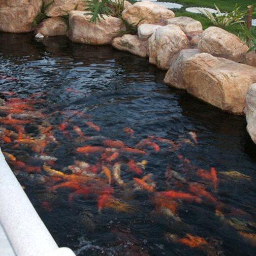 蘿崗水族店【廣州市蘿崗區匯友水族館愛企查廣州市蘿崗區匯友水族館愛企查】