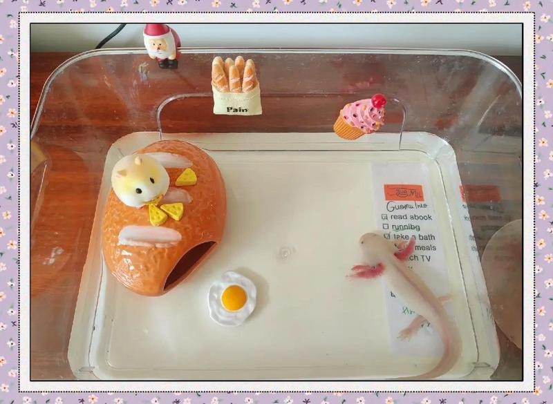 龍魚缸適合放什么裝飾品【養魚說,魚缸裝飾新選擇:這些元素讓你的魚缸更美一只廢柴喵】