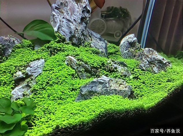 龍魚缸適合放什么裝飾品【養魚說,魚缸裝飾新選擇:這些元素讓你的魚缸更美一只廢柴喵】