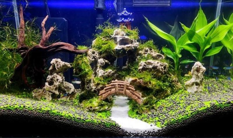 龍魚缸適合放什么裝飾品【養魚說,魚缸裝飾新選擇:這些元素讓你的魚缸更美一只廢柴喵】