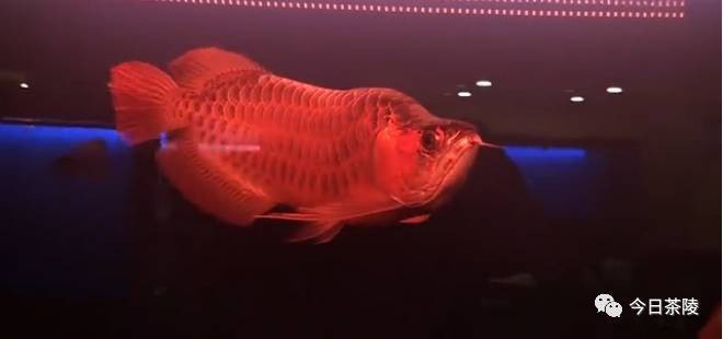 茶陵龍魚店【茶陵龍魚店有哪些特色服務(wù)】