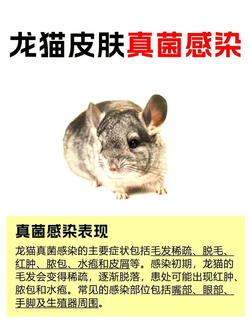 龍貓被細菌傳染了的癥狀【龍貓被細菌感染會出現哪些癥狀】