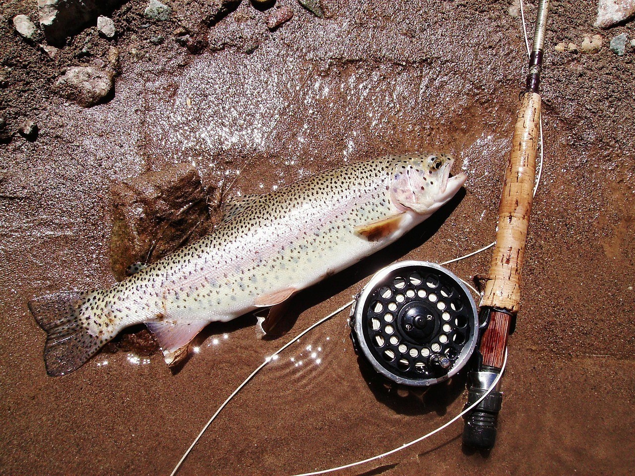 <strong><mark>天山</mark></strong>雪龍魚的危害【<strong><mark>天山</mark></strong>雪龍魚對當地生態系統有哪些危害】