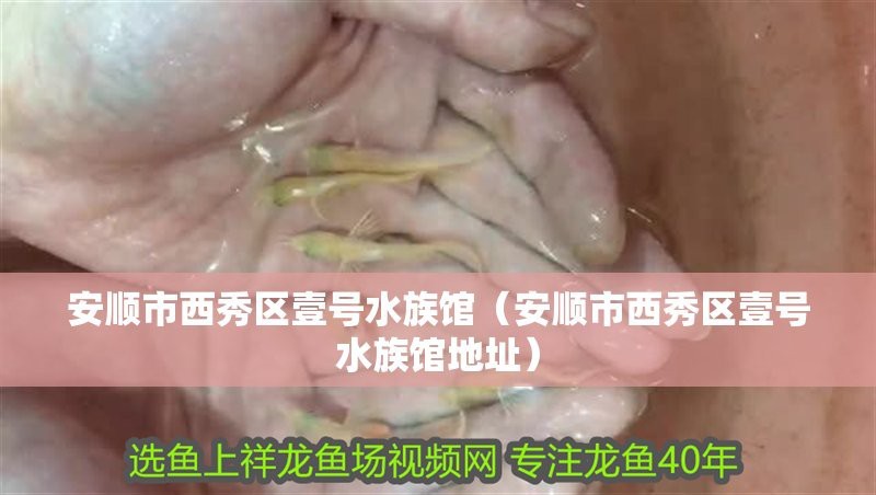 西秀水族店【安順市西秀水族店：水族愛好者的寶藏之地西秀水族店】 西秀水族店【安順市西秀水族店：水族愛好者的寶藏之地西秀水族店】 全國水族館企業(yè)名錄 第5張