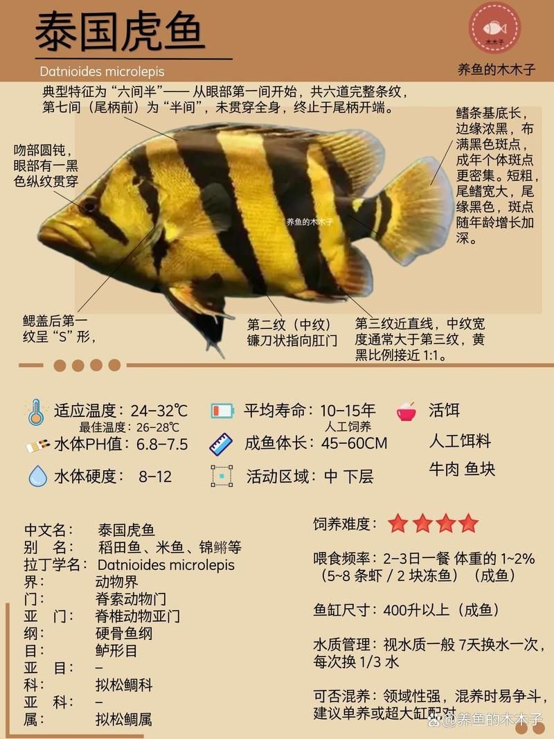 老虎魚圖片及價格【老虎魚市價多少錢一條】