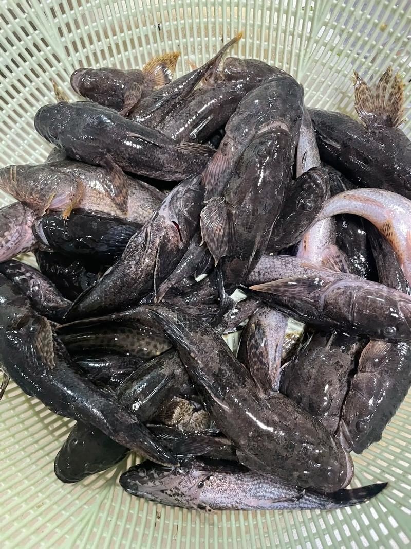 老虎魚圖片及價格【老虎魚市價多少錢一條】
