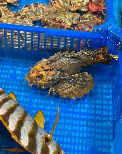 老虎魚圖片及價格【老虎魚市價多少錢一條】