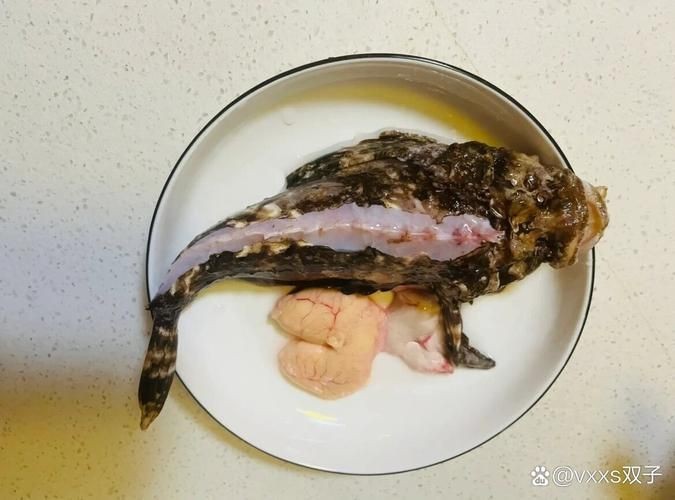 老虎魚圖片及價格【老虎魚市價多少錢一條】