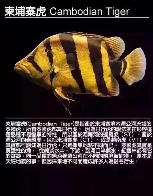老虎魚圖片及價格【老虎魚市價多少錢一條】