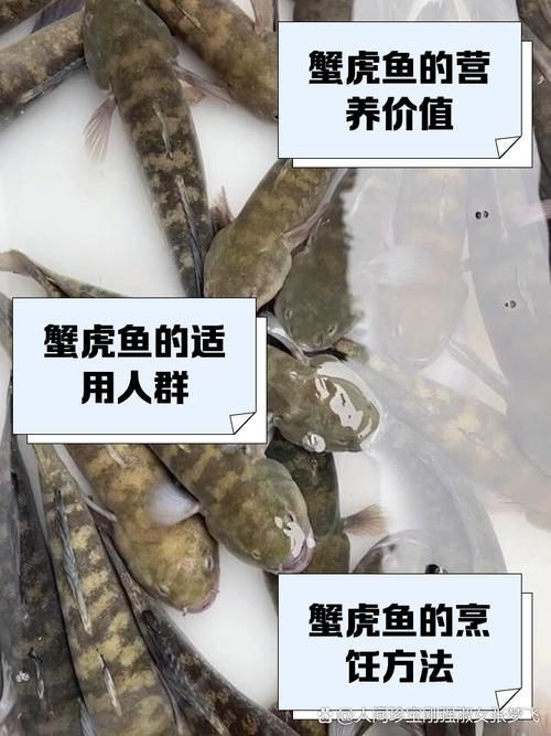 老虎魚圖片及價格【老虎魚市價多少錢一條】