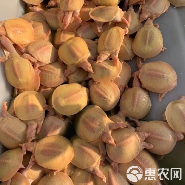 甲魚(yú)鎮(zhèn)宅還是招財(cái)?shù)摹巨k公室擺放甲魚(yú)擺件有什么講究？】