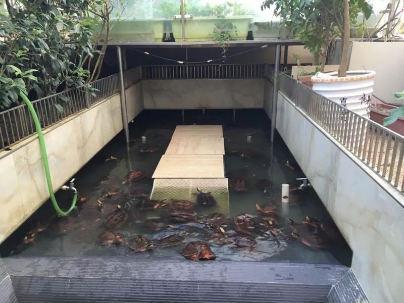 甲魚(yú)鎮(zhèn)宅還是招財(cái)?shù)摹巨k公室擺放甲魚(yú)擺件有什么講究？】