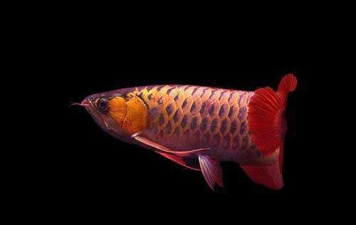 銀龍魚爛鱗病多久會死？【寵大仙兒,銀龍魚常見病及防治方法】