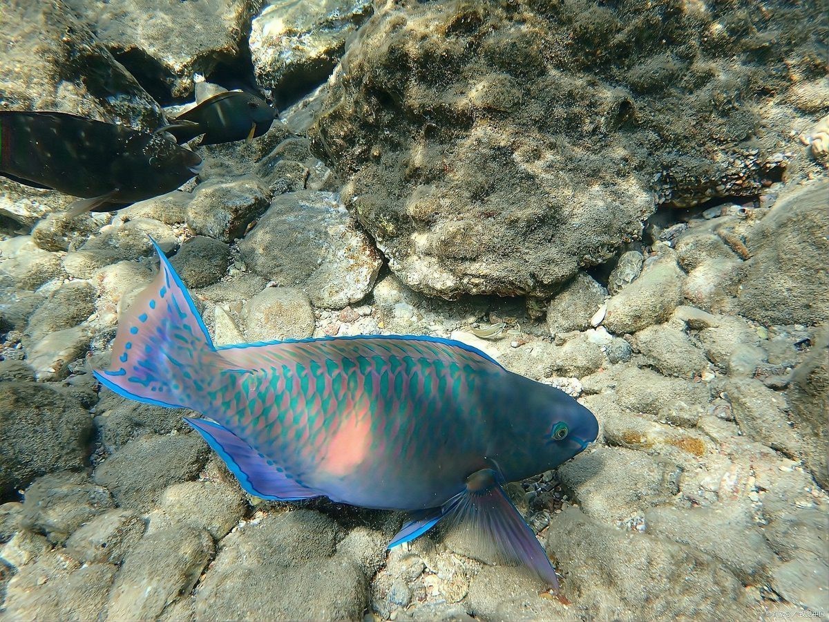 地圖魚十大最愛吃【《地圖魚十大最愛吃》】