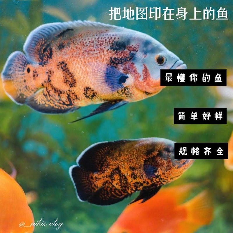 地圖魚十大最愛吃【《地圖魚十大最愛吃》】