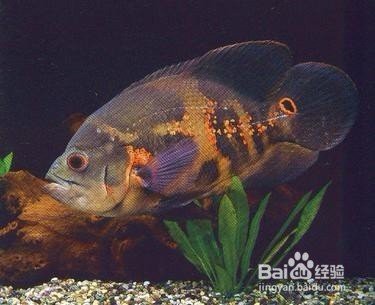 地圖魚十大最愛吃【《地圖魚十大最愛吃》】