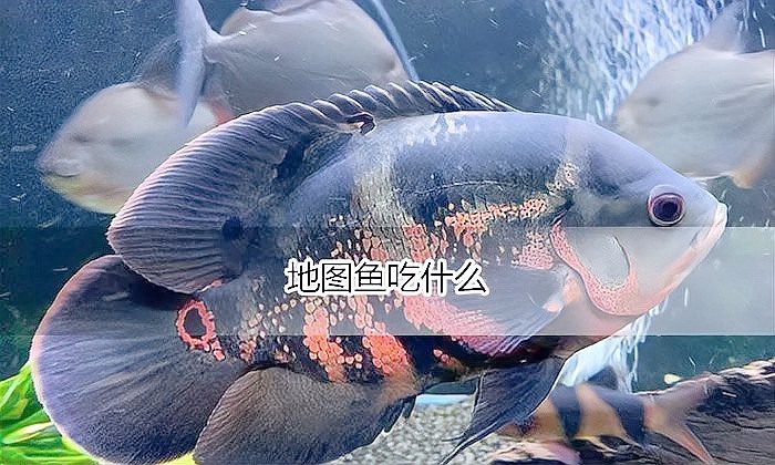 地圖魚十大最愛吃【《地圖魚十大最愛吃》】