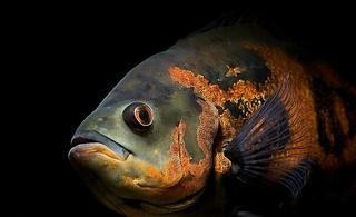 地圖魚十大最愛吃【《地圖魚十大最愛吃》】