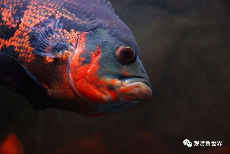 地圖魚十大最愛吃【《地圖魚十大最愛吃》】