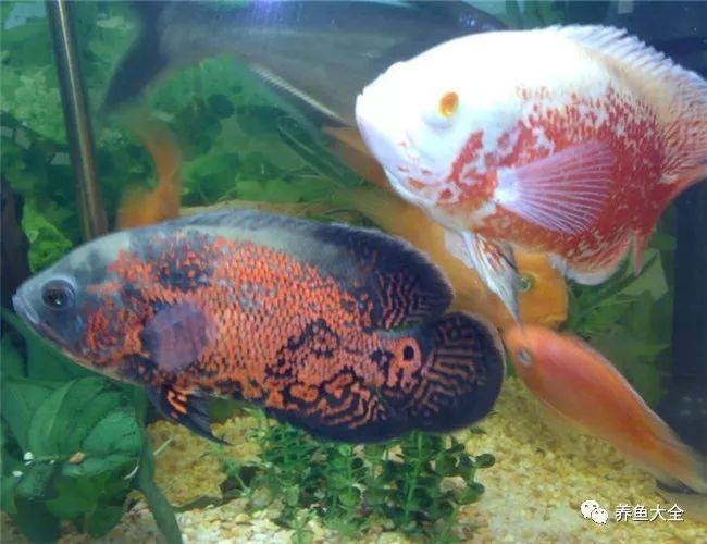 地圖魚十大最愛吃【《地圖魚十大最愛吃》】