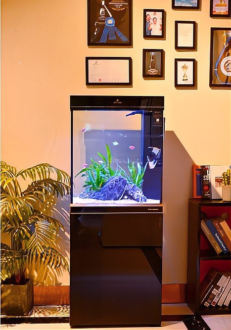 溫江水族店【成都溫江水族店：水族愛好者的奇妙天地】