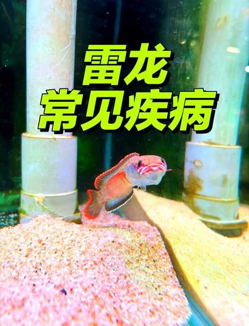 龍魚常見的病圖片大全【龍魚常見疾病圖文詳解，龍魚鱗片疾病全解析】