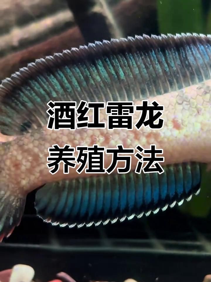 哪種雷龍魚最好養【怎么養好一條雷龍嗶哩嗶哩】