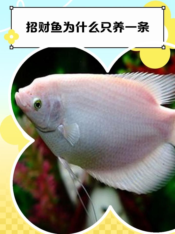 招財魚為什么只養(yǎng)一條【《招財魚為什么只養(yǎng)一條》】