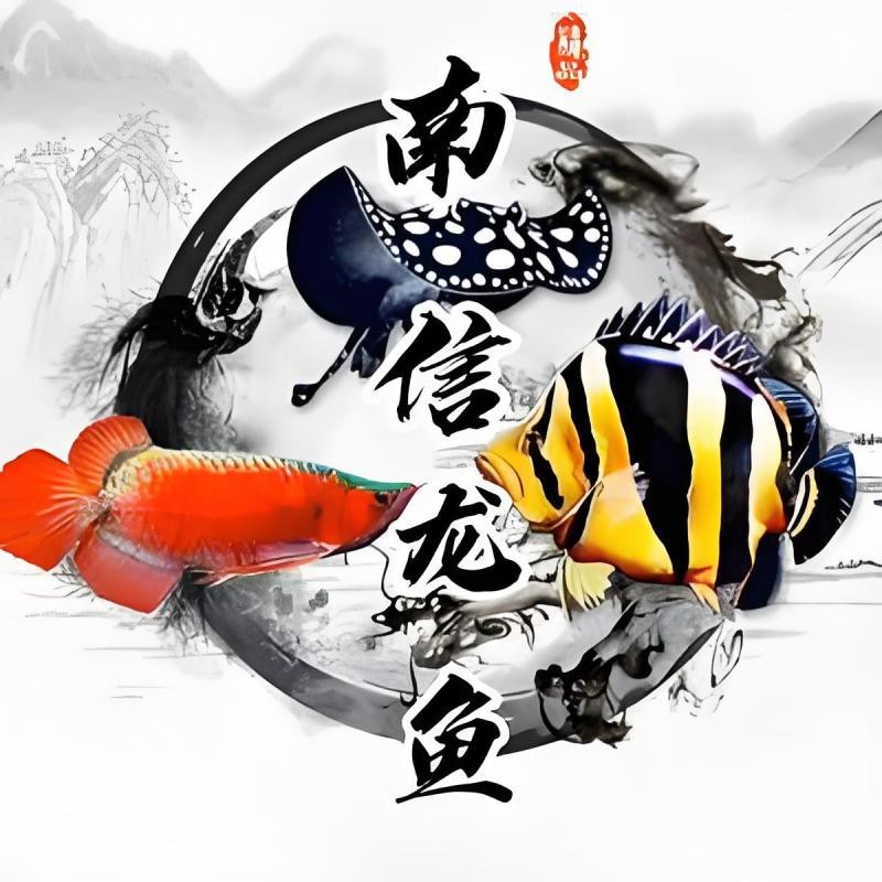 靈石龍魚店【嵐靈花鳥市場有哪些知名的龍魚店】