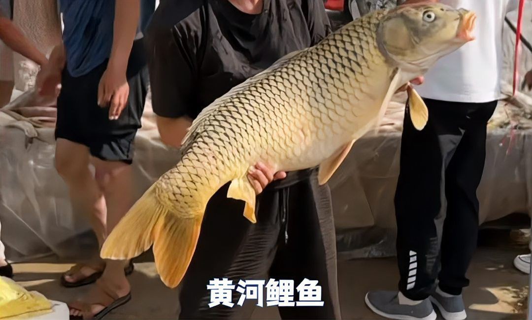 鯉魚圖 真實照片【真實照片背后的藝術與自然交融】
