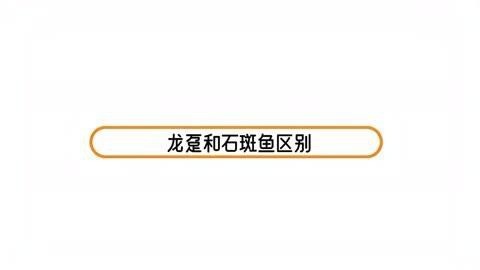 如何區分龍躉魚和普通石斑魚？【世界上最大的石斑魚，570斤巨型龍躉石斑】