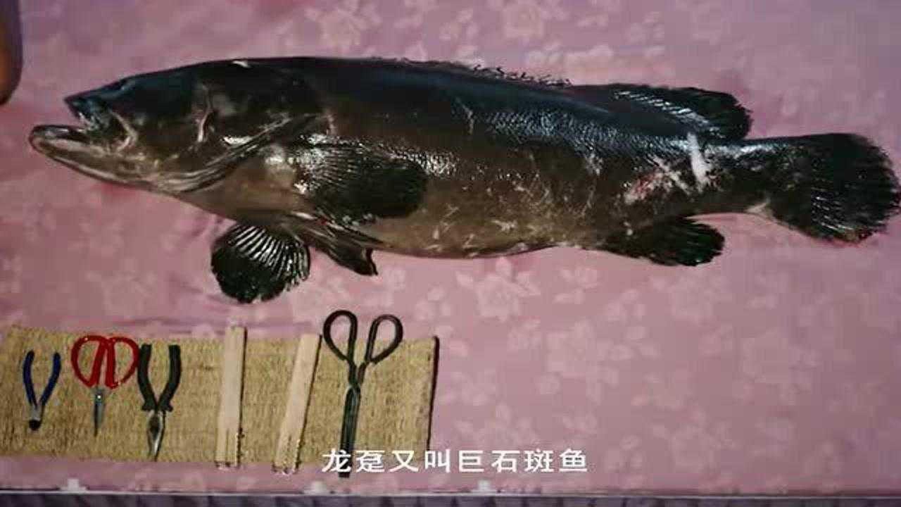 如何區分龍躉魚和普通石斑魚？【世界上最大的石斑魚，570斤巨型龍躉石斑】