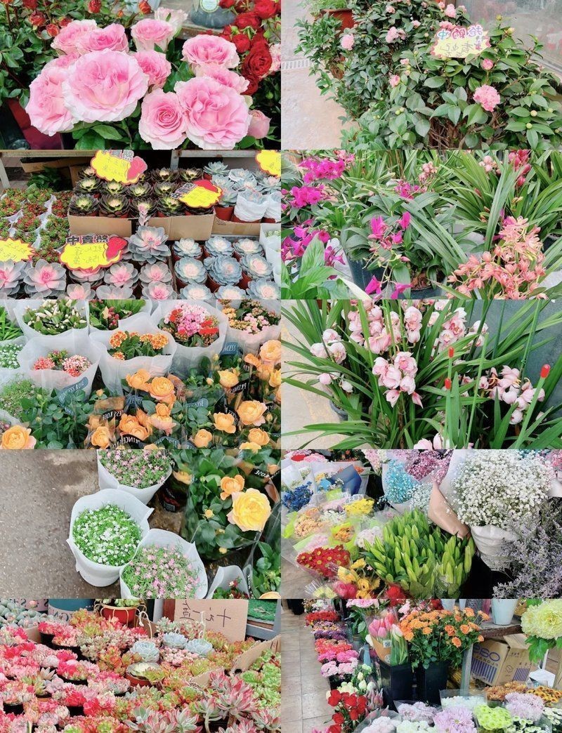 花鳥魚蟲寵物【它嬌小可愛的體態(tài)6,樂趣的多元世界】