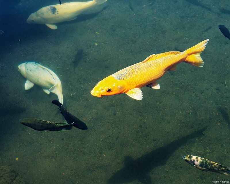 花鳥魚蟲寵物【它嬌小可愛的體態(tài)6,樂趣的多元世界】