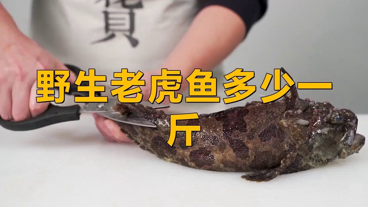 老虎魚價格多少一斤【老虎魚價格漫卷卷書蟲驛站野生老虎魚多少一斤正常星河漫步】