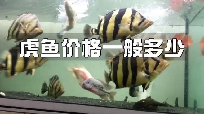 老虎魚價格多少一斤【老虎魚價格漫卷卷書蟲驛站野生老虎魚多少一斤正常星河漫步】