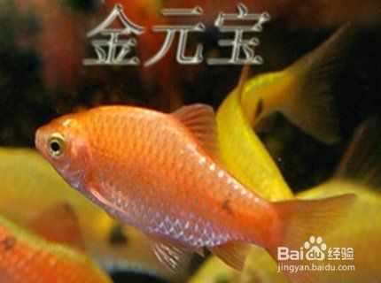 金元寶魚可以長多大【《金元寶魚(herichthyspearsei)的最大尺寸記錄】