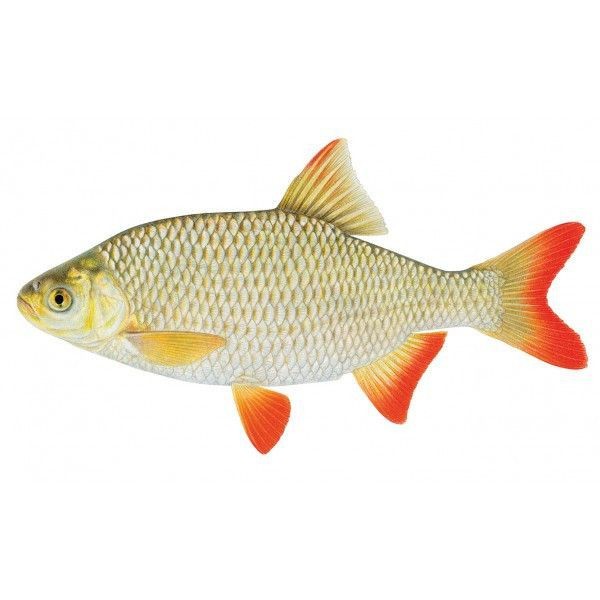 紅眼白子關刀魚特征【紅眼白子關刀魚】