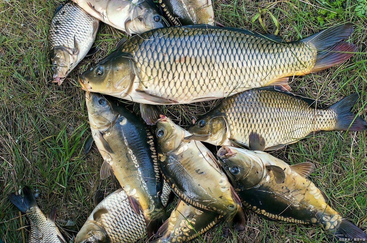 魚充血的5大癥狀【魚充血是魚類養殖或飼養中常見的五大癥狀及其詳細解析】
