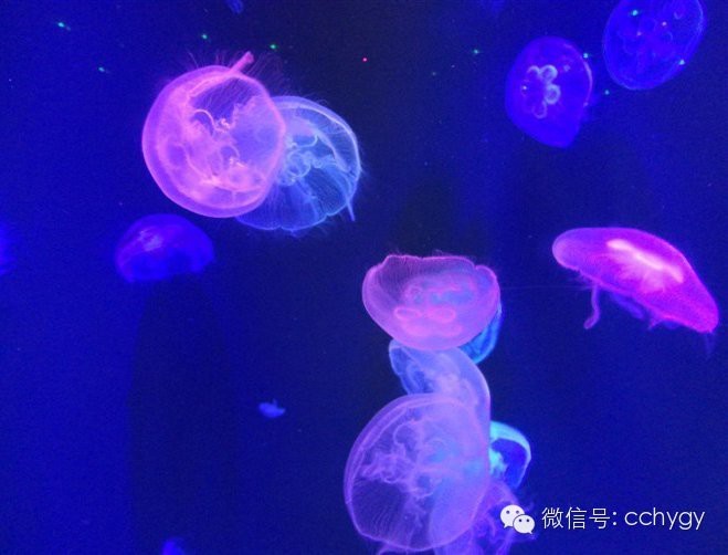 長春水族店【長春水族店哪個口碑最好】