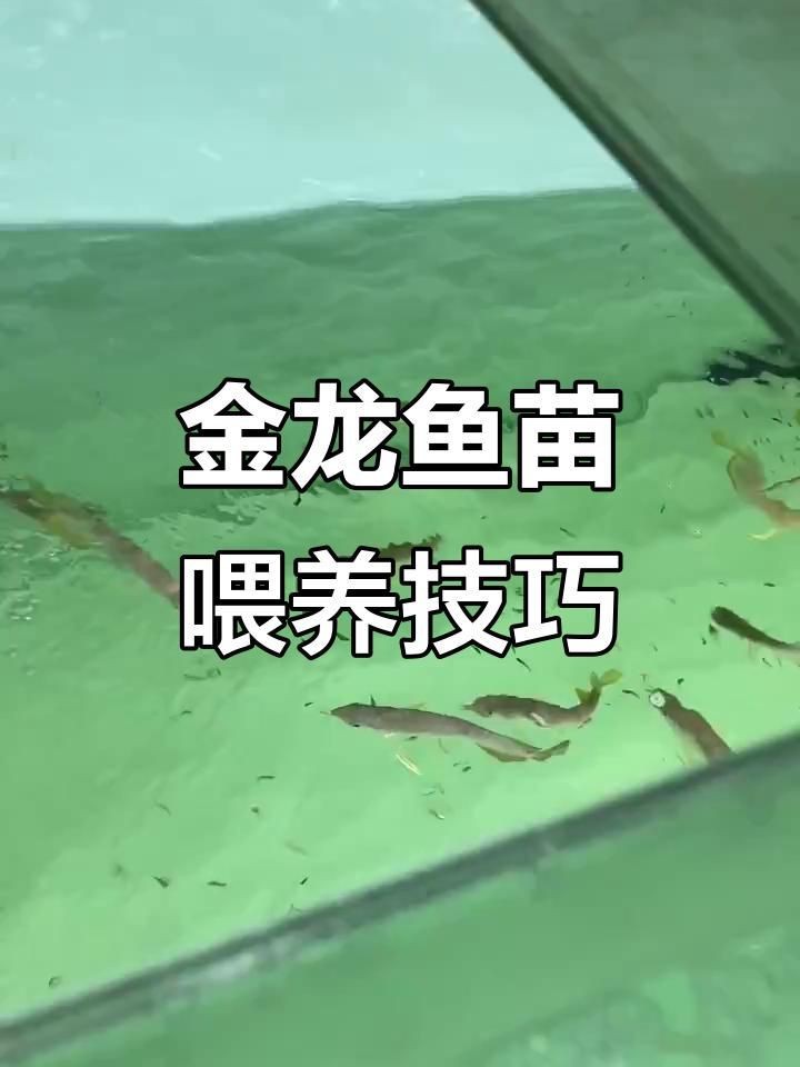 金龍魚苗吃什么食物？【金龍魚的食物選擇*，金龍魚苗在成長(zhǎng)的不同階段對(duì)食物的需求有所不同】