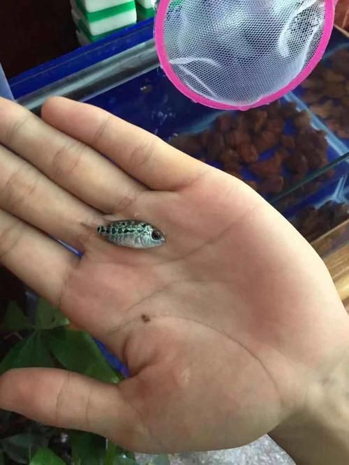 羅漢魚魚苗圖片【《羅漢魚魚苗圖片：探尋奇妙小魚的初始模樣》】