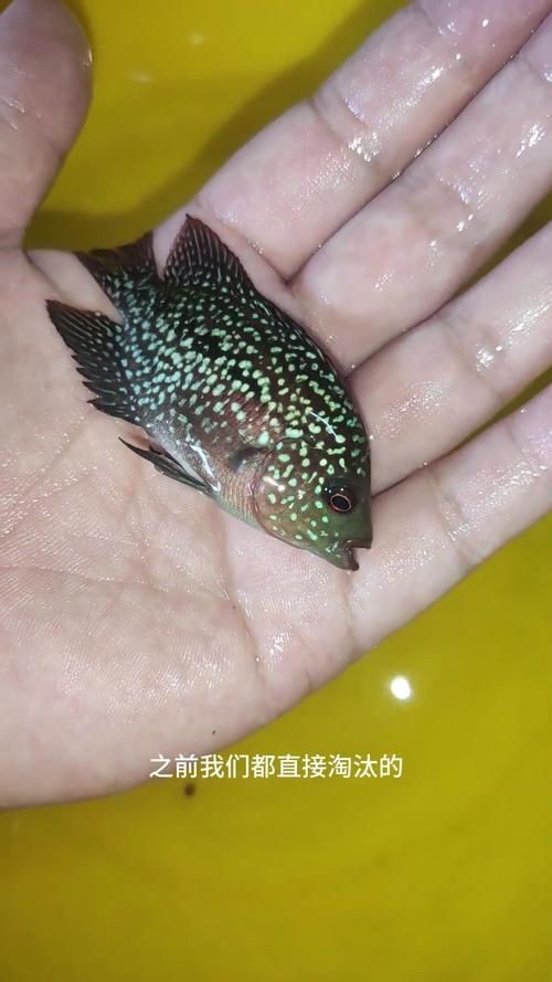 羅漢魚魚苗圖片【《羅漢魚魚苗圖片：探尋奇妙小魚的初始模樣》】