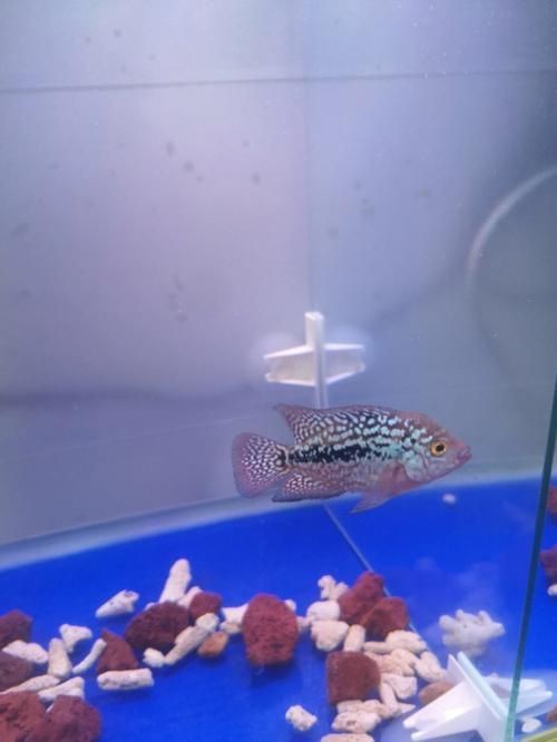 羅漢魚魚苗圖片【《羅漢魚魚苗圖片：探尋奇妙小魚的初始模樣》】