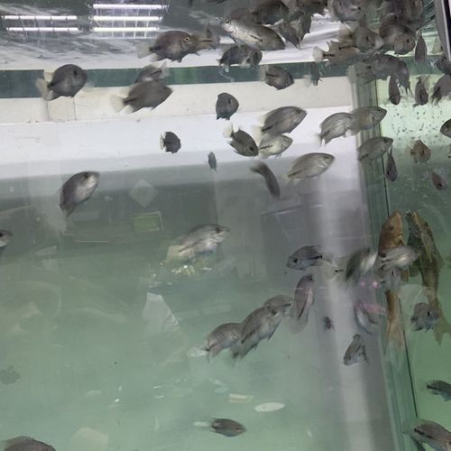 羅漢魚魚苗圖片【《羅漢魚魚苗圖片：探尋奇妙小魚的初始模樣》】