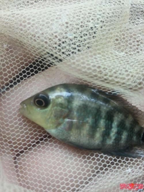 羅漢魚魚苗圖片【《羅漢魚魚苗圖片：探尋奇妙小魚的初始模樣》】